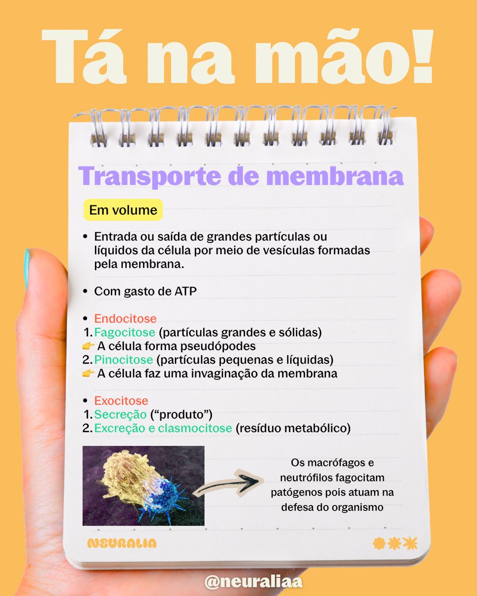 Neuraliaa's tweet photo. Primeiro Tá na mão do ano 😂🔥
Tema queridinho das bancas: transporte de membrana 🧬

Alerta de prova: não é o tamanho da molécula — é a lipossolubilidade.

Guarda essa: 🧠 ‘Carga não atravessa gordura.’

Salva para revisar 😉🚀 https://t.co/xj2hUKSeQ4