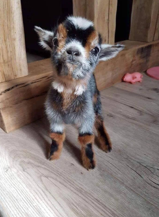 TweeetsOfDogs's tweet image. Hello world , i’m 13 minutes old