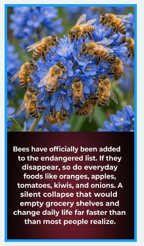 Bee Green  🇺🇸 tweet media