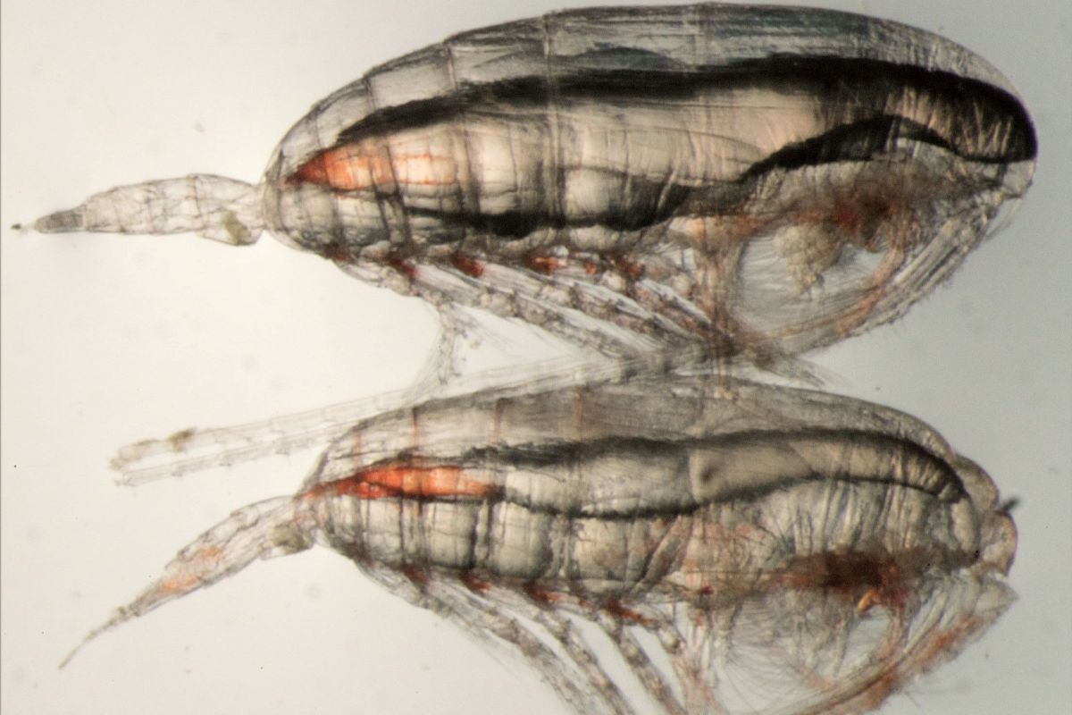 BigelowLab's tweet photo. #BigelowLab researchers Nick Record, Rebekah Shunmugapandi, and Karen Stamieszkin were featured in a #MaineMonitor article today about their zooplankton research: https://t.co/s6JV5FPhLF  📸: David Fields. 
#maine #ocean #science https://t.co/VD6vFuWd8U