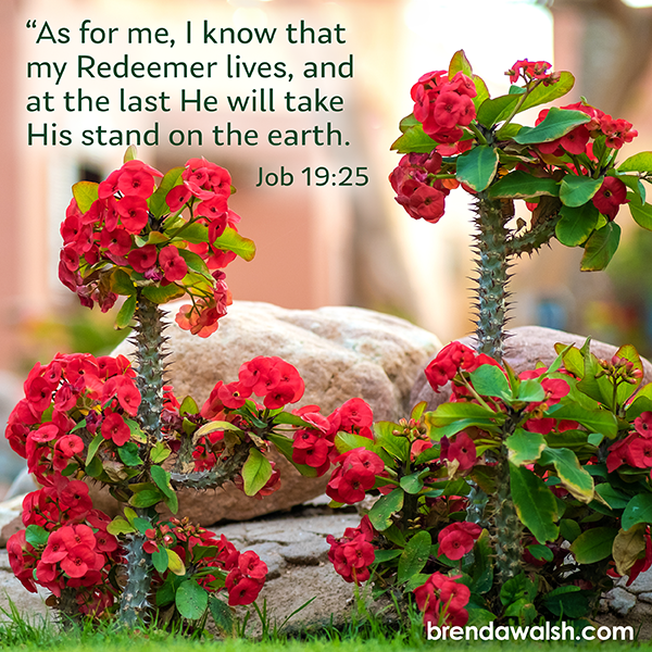 brendakwalsh's tweet photo. Today's Daily Scripture Picture: My Redeemer Lives
Job 19:25 – “As for me, I know that my Redeemer lives, and at the last He will take His stand on the earth.”
#Christianity #scripture #verse #verseoftheday #bibleverse #bibletext #biblestudy #redeemer #live #setfree #sacrifice https://t.co/CldRCPzxd6