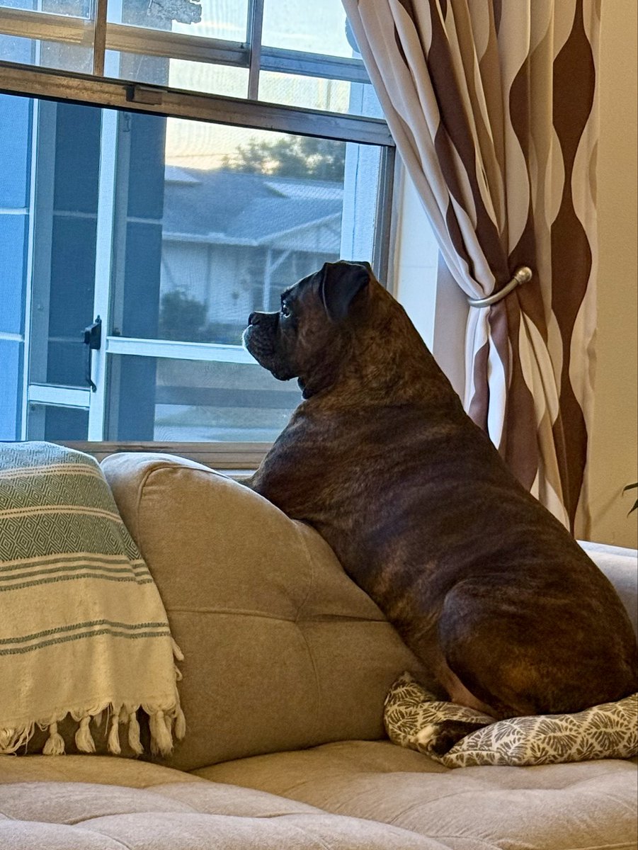 Ruby the Boxer ~ RIP Gino 🌈🐾 tweet media