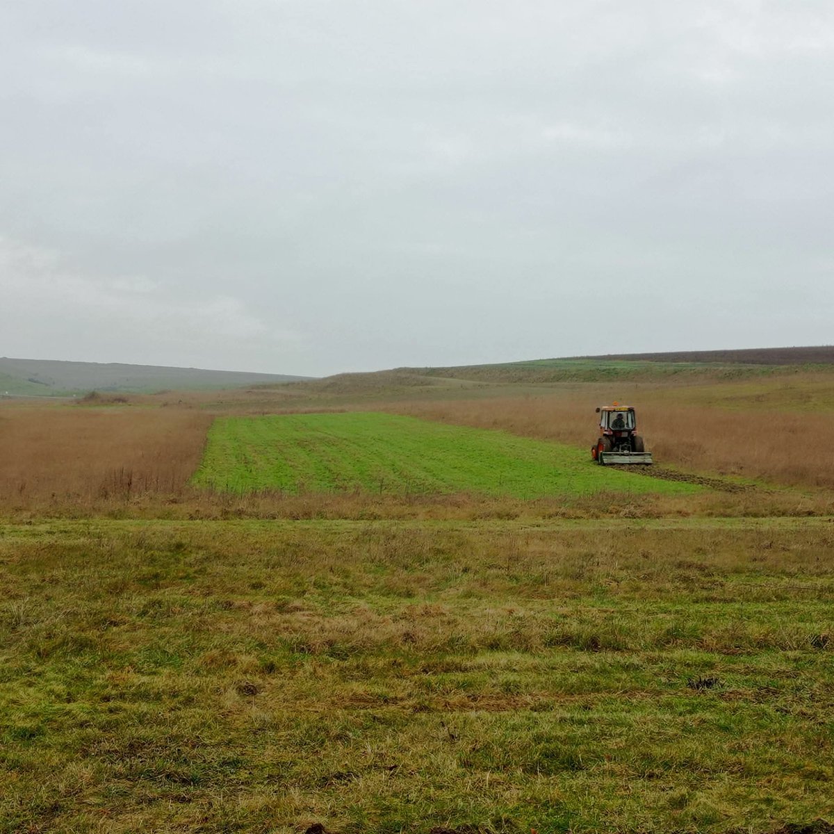 Great Bustard Group tweet media