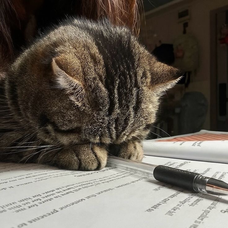 Catsillyness's tweet photo. "I don't wanna do homework!" https://t.co/BJN4YDecox