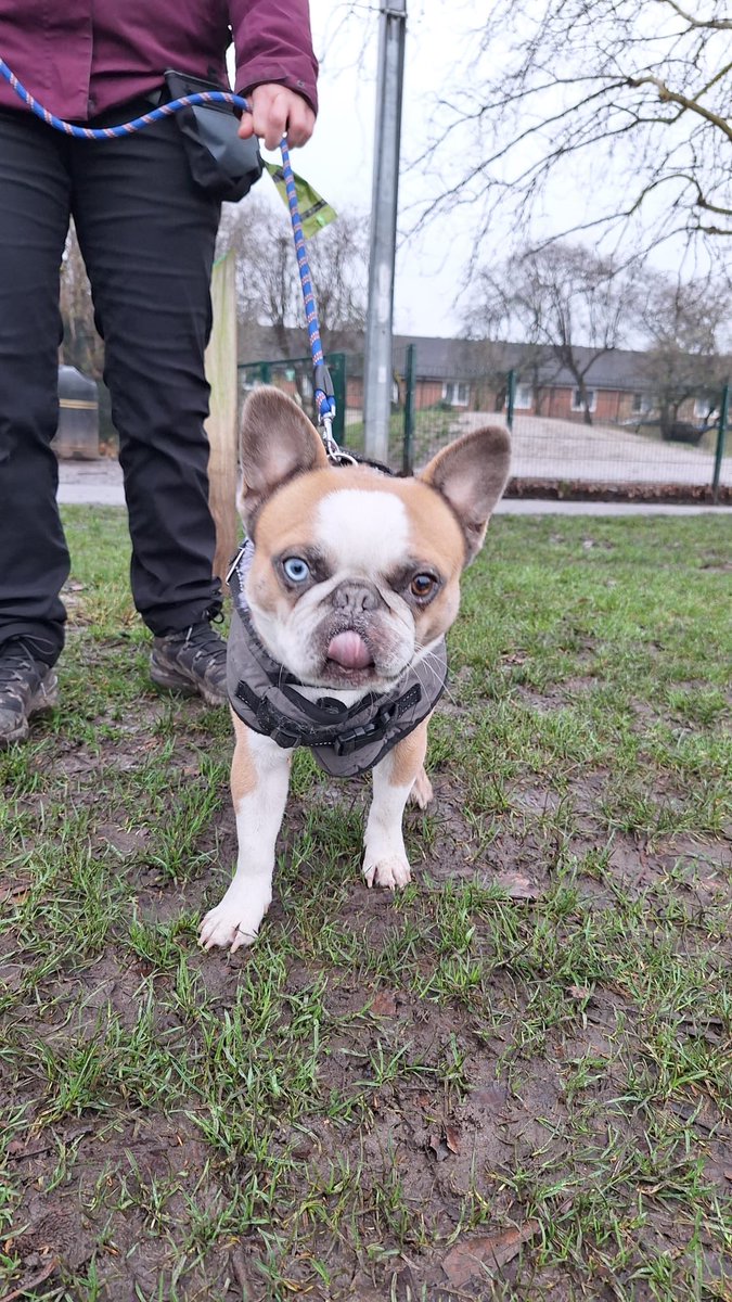 All Dogs Matter tweet media