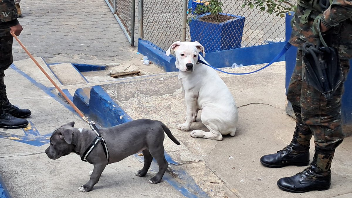 Factor4_GT's tweet image. Decomiso de lujos y mascotas en requisa carcelaria masiva 🇬🇹

Ayer, en un operativo conjunto del @Ejercito_GT y la @PNCdeGuatemala  en el Preventivo de la Zona 18, hallaron más de 370 TVs, aires acondicionados, consolas, refrigeradoras, armas y hasta animales dentro de algunas…