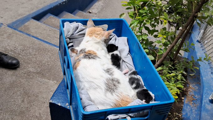 Factor4_GT's tweet image. Decomiso de lujos y mascotas en requisa carcelaria masiva 🇬🇹

Ayer, en un operativo conjunto del @Ejercito_GT y la @PNCdeGuatemala  en el Preventivo de la Zona 18, hallaron más de 370 TVs, aires acondicionados, consolas, refrigeradoras, armas y hasta animales dentro de algunas…