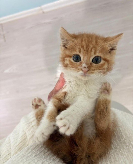 ACİL YUVA
BMİNİK PRENSES 
2  aylık dişi yavru Hava karlıyken,geçici yuvaya alındı ama  evde çok kedi olduğu için vakti az. Süs bebeği gibi güzel bu bebeğin sonu sokak olmasın.Şehir için ulaşım ve kısırlaştırma desteği verebilir
05442649303 Kartal/İstanbul