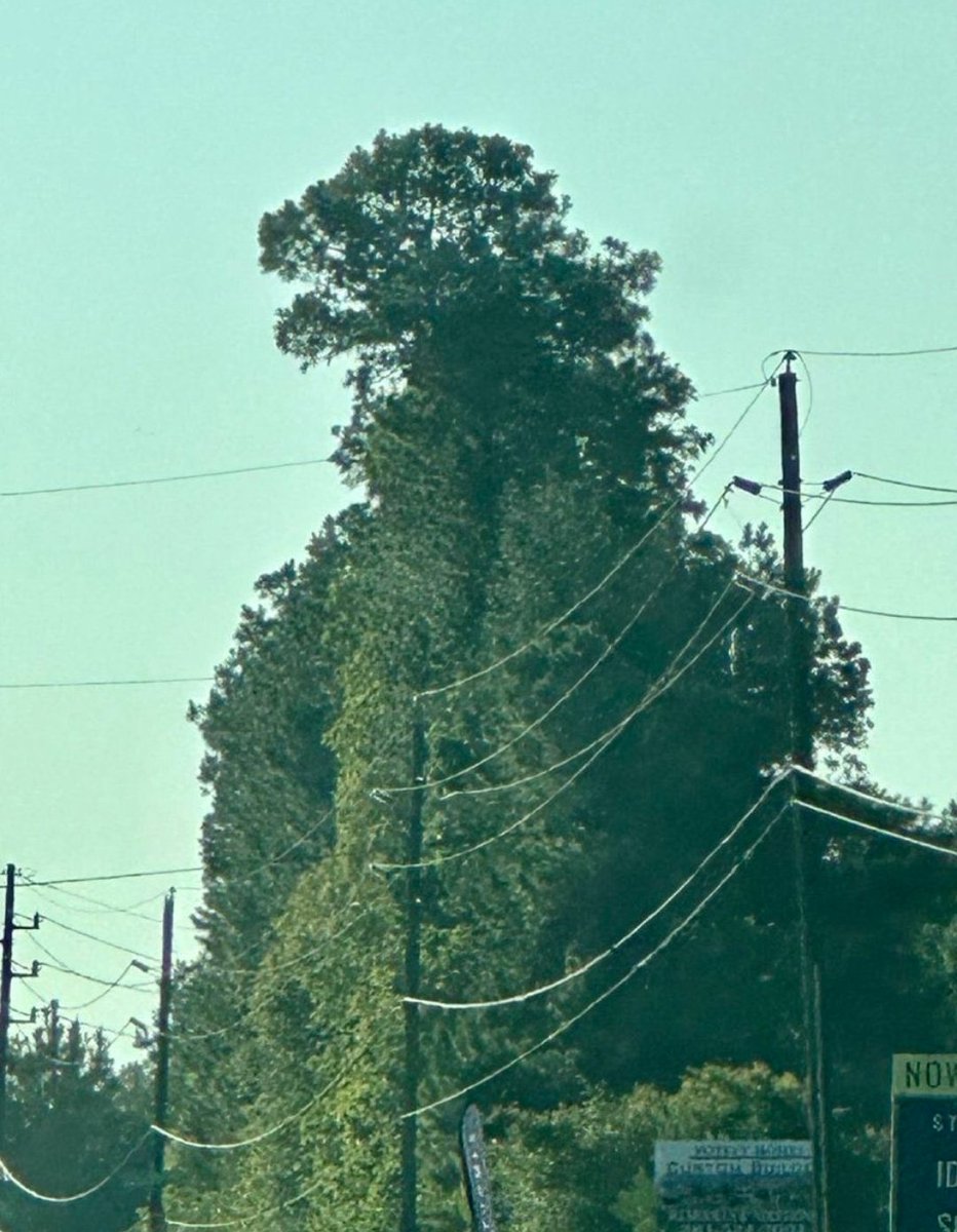 SolidKroket tweet media