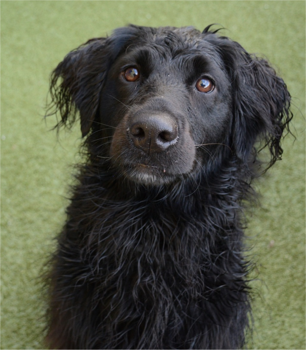 BowWowFunTowne's tweet photo. Are you having trouble training your dog? It could be due to some old training myths that can slow progress rather than help. These are myths you should avoid...
https://t.co/BMMRAaCy8Y https://t.co/VZnQ0LsDP4