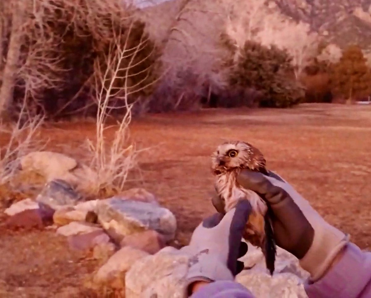 CPW SW Region tweet media