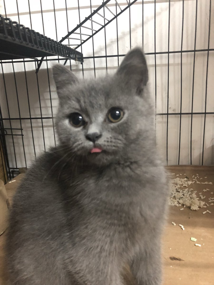 吃啥呢，给我来一口 tweet media