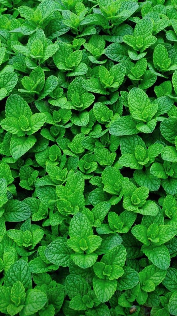 Chef 👩🏻‍🍳 tweet media