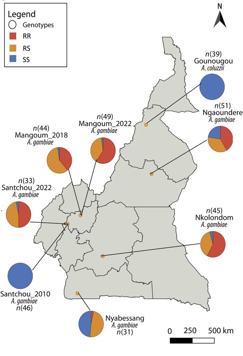 ScienceTM's tweet image. The mutation E205D in the CYP6P3 gene of the malaria mosquito vector #Agambiae confers resistance to #pyrethroid insecticides used in bed nets, and its spread in mosquitoes across Africa can be tracked with a DNA test. @cwondji @cam_crid #Malaria scim.ag/4knfMTq