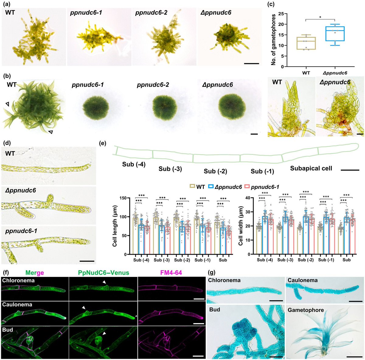 New Phytologist tweet media