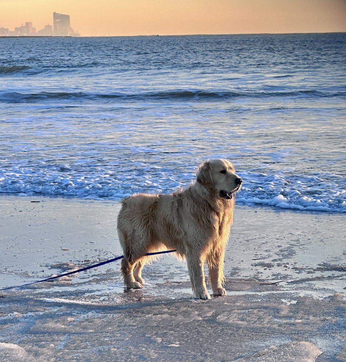 Logan & Shadow😇the Goldens tweet media