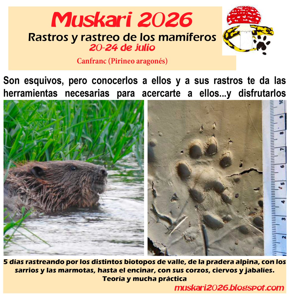Benjaminsanzn's tweet photo. Ya queda menos del invierno y más cerca el verano, si no sabes que hacer yo te ofrezco una alternaviva: el curso de rastreo de mamíferos que desde hace unos cuantos años realizamos en el Pirineo aragonés en julio: https://t.co/hSS4RvJkav https://t.co/MEJN3upcS3
