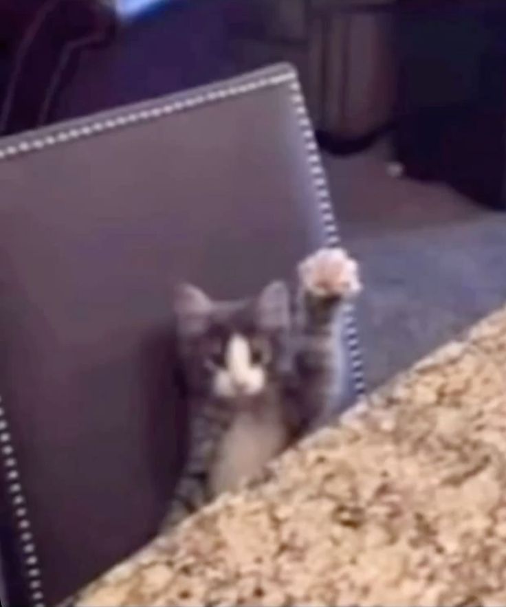 ✦. ⊹ ˚ . 𝑆𝐻𝑌 𝑆𝐴𝐼𝑌𝐴𝑁 tweet media