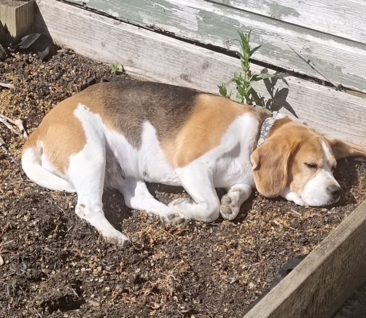 millypod1's tweet image. FAITH HOME SAFE. THANKS FOR RT's 😊🐕🐾

🆘31 Jan 2026 #Lost Faith #ScanMe
Beagle Female POSS INJURED 
Lost in a field, last seen around Apsley and Leys Road #HemelHempstead #Hertfordshire #HP3 doglost.co.uk/dog/201952