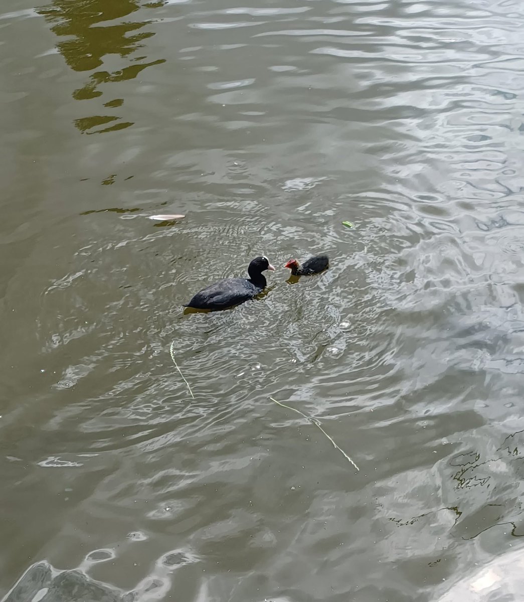 kiasazand's tweet image. Water on the pond #undulating while the moorhen feeds her chick. #DailyPictureTheme