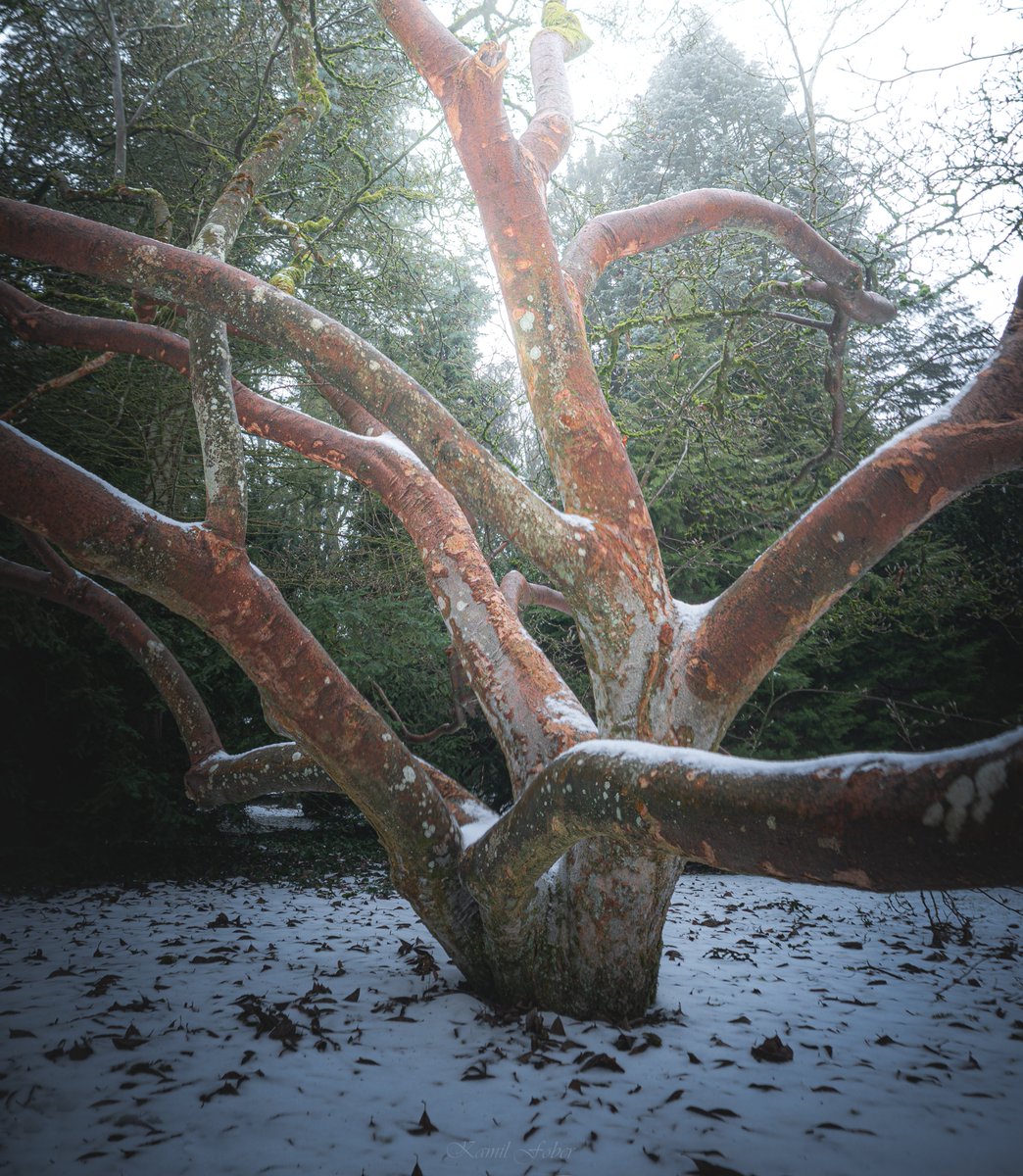 Magiczne drzewa z Arboretum Kórnickiego: sosna, magnolia i cis, w lekko zimowej odsłonie :)