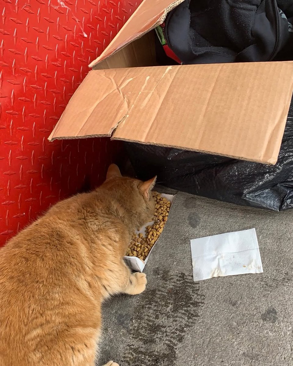 ilfo6sgdhhdopl7's tweet image. Encore was left in a cardboard box. He is sweet and sad and needed rescue. A kind follower reached out to us for help. This has been singularly the busiest winter we’ve had on record. Every day, and multiple times a day we get rescue requests.
#adoptdontshop #cute #cutekitten