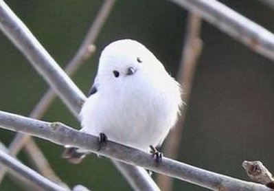 Monsterguy2012's tweet image. 家族はどれでしょう？ 🌗