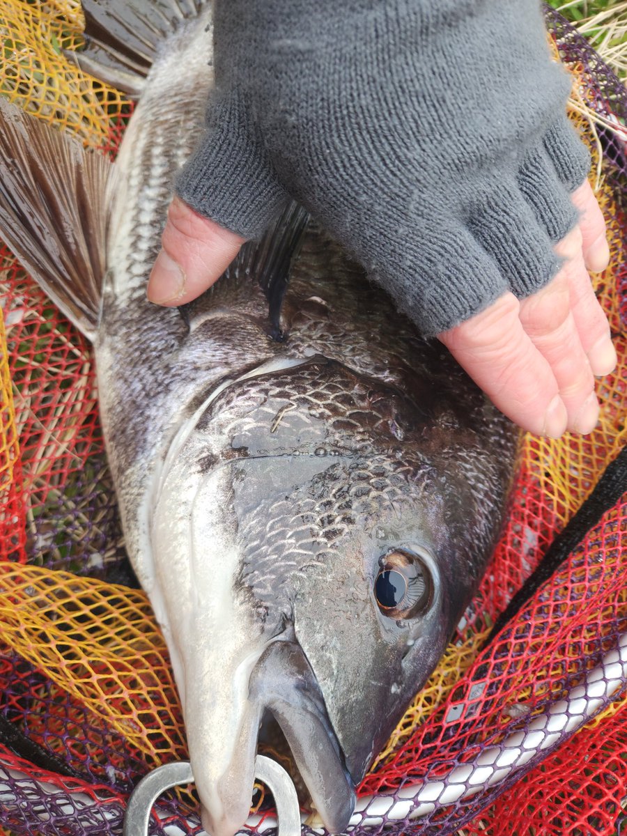 ツヨっさん tweet media