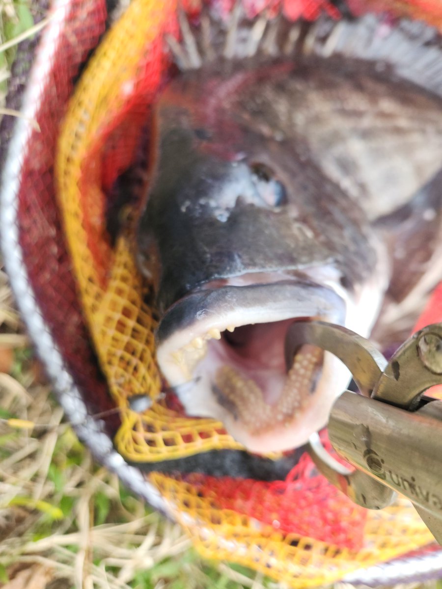 ツヨっさん tweet media