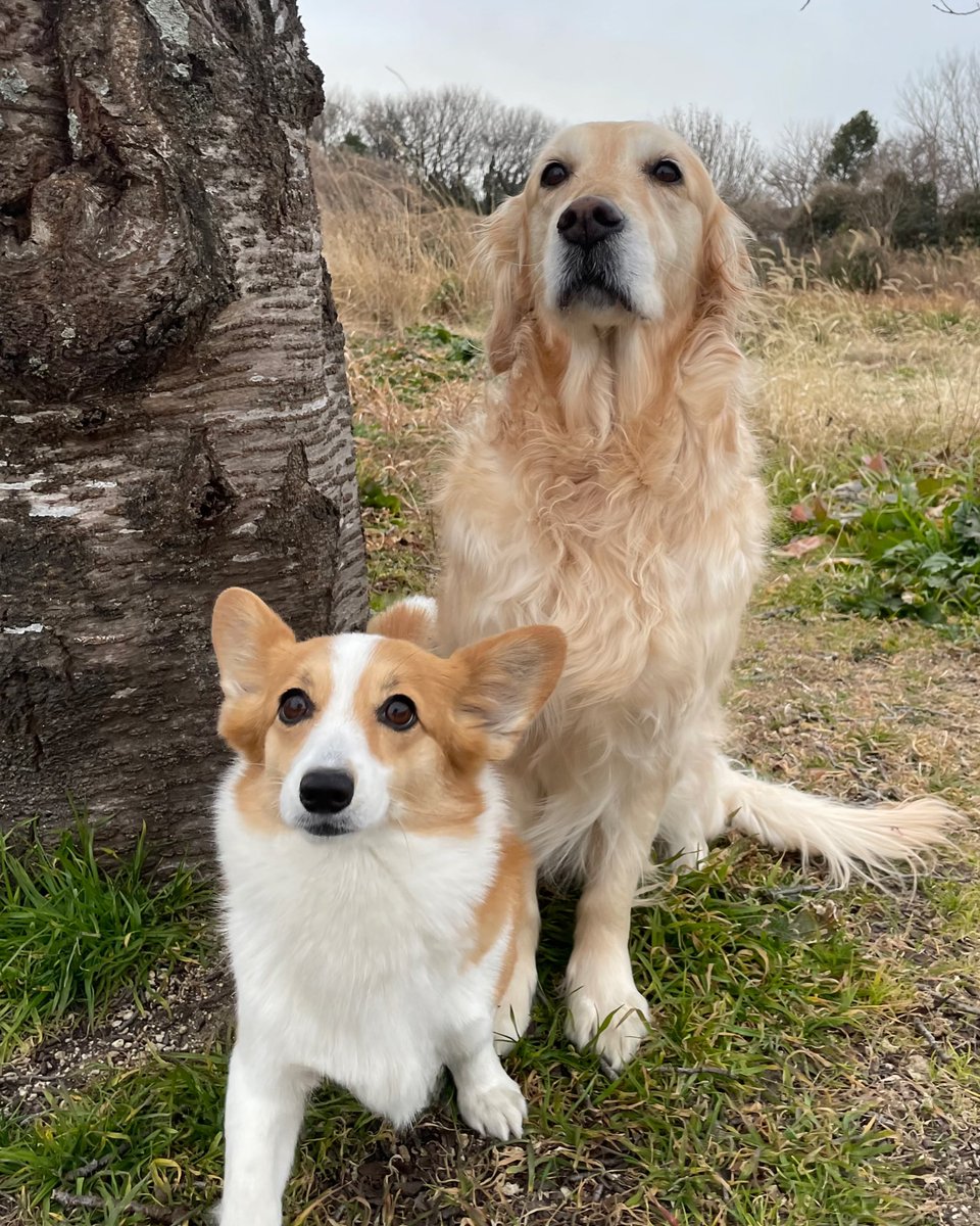 こま：「あらぁ〜、お日様お休みッぽいねェ」
サン：「なんかまた冷え込んできたけど雪じゃなくて雨降ってきそうだね」
こま：「あのコのとこもお日様、お休みかな？」
サン：「また充電してすぐ戻ってきてくれるとイイねッ！じゃあいくよッ！」
サン＆こま：「土日も休まず、元気年中無休で #愛してる