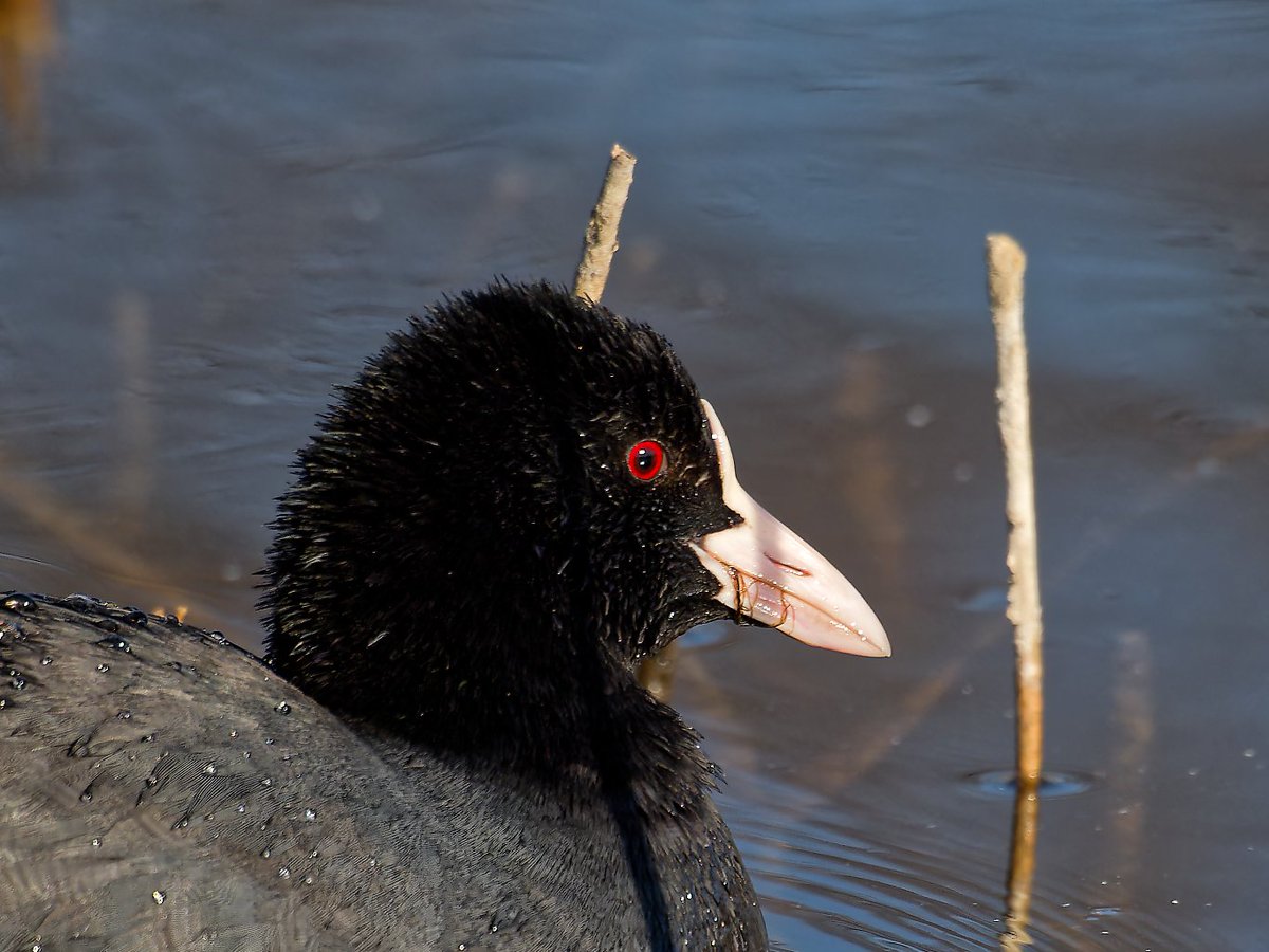 KiichanNexus4's tweet photo. 真っ赤に燃える~瞳
#オオバン #野鳥 #野鳥観察 #Birds #birdwatching #BIRDJAPAN #BlackCoot #CommonCoot #EurasianCoot https://t.co/DNJP38HwbP