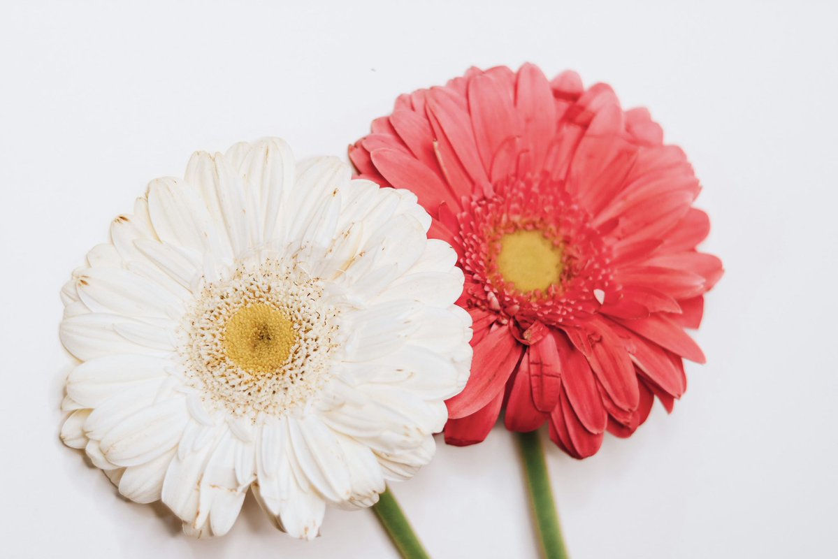 hourlydenreze's tweet image. yes.