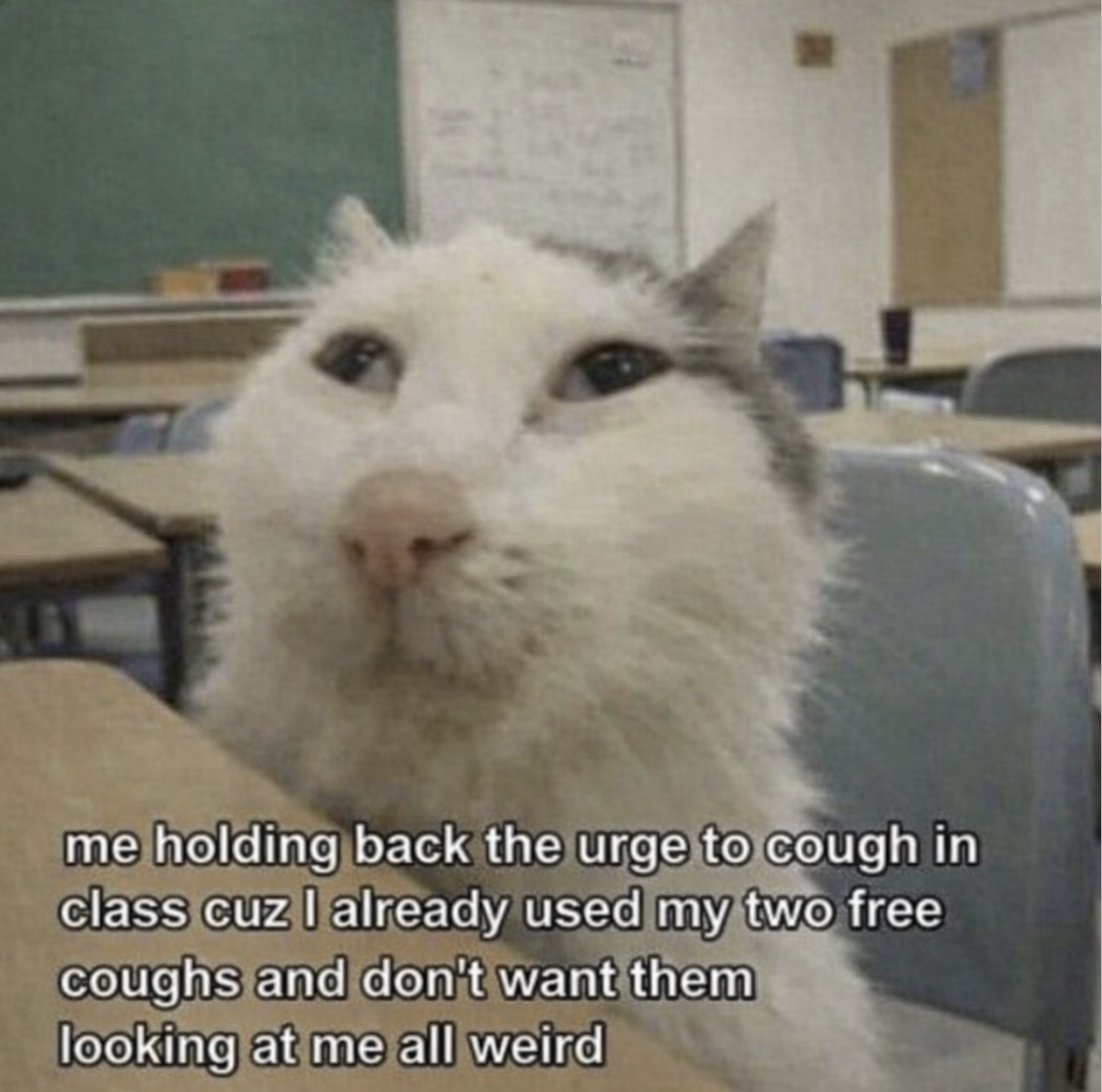 RespectfulMemes's tweet photo. https://t.co/nRyQNtyreJ