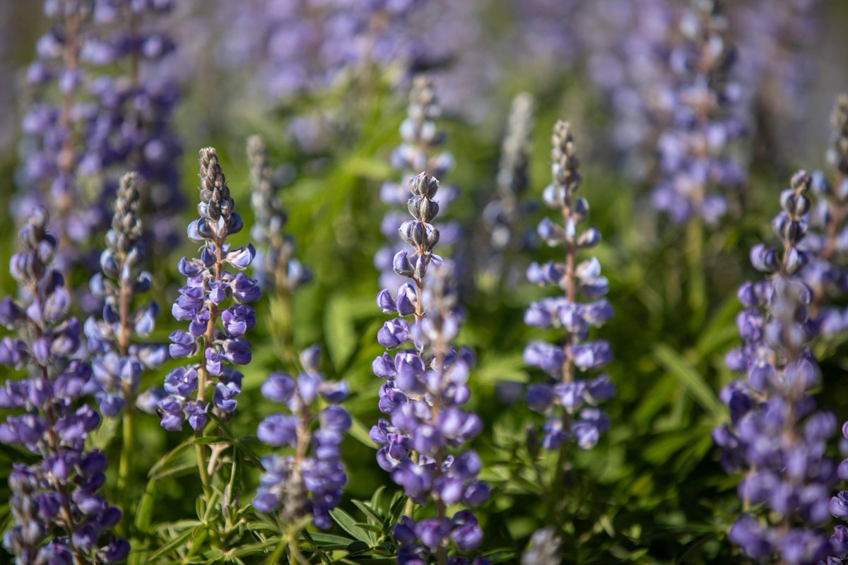 Leadville Race Series tweet media