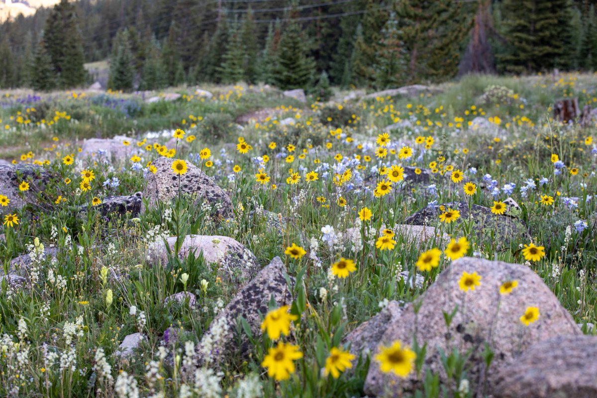 Leadville Race Series tweet media