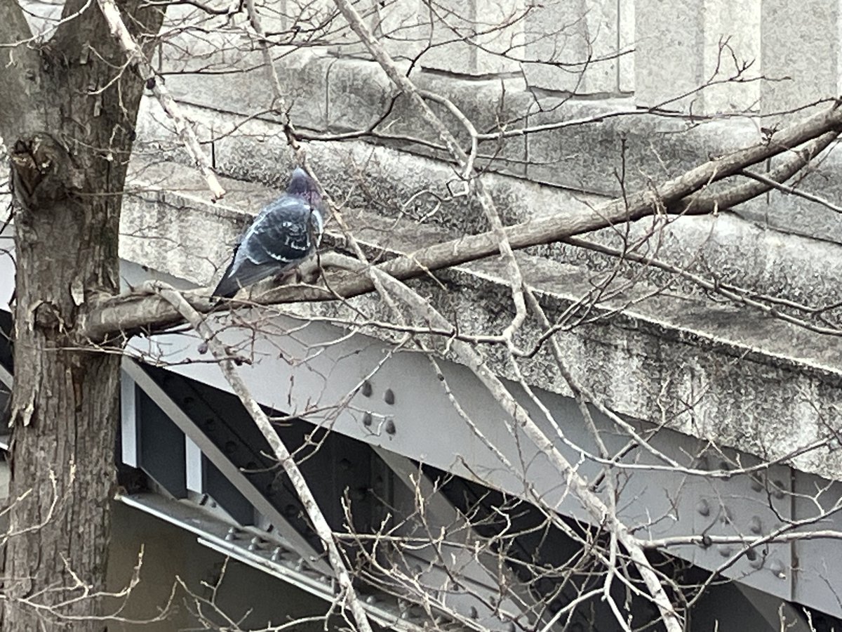 NK_2019's tweet photo. きたぜ京都
鴨川だぜ京都
ハトだぜ京都 https://t.co/IegLPZ18FR