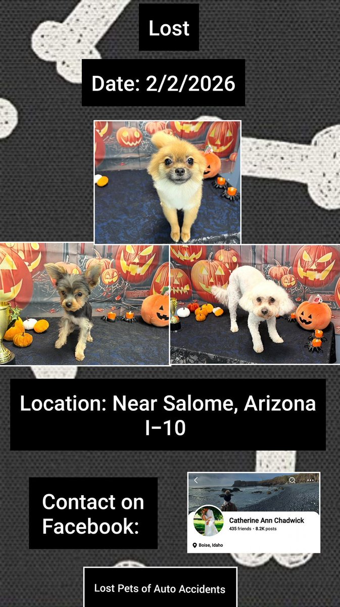 SistersInBiz's tweet image. Car accident 2/2/26
#Salome #Arizona #AZ #Lostdog
On I-10

These dogs ran off:

BONITA
Female
Pomeranian
Brown/White

BABYGIRL
Female
Yorkie
Tan/Black

BUDDHA
Male
White
Poodle

The owners are currently in the hospital.

Please contact buff.ly/fuFV0ME with any sightings