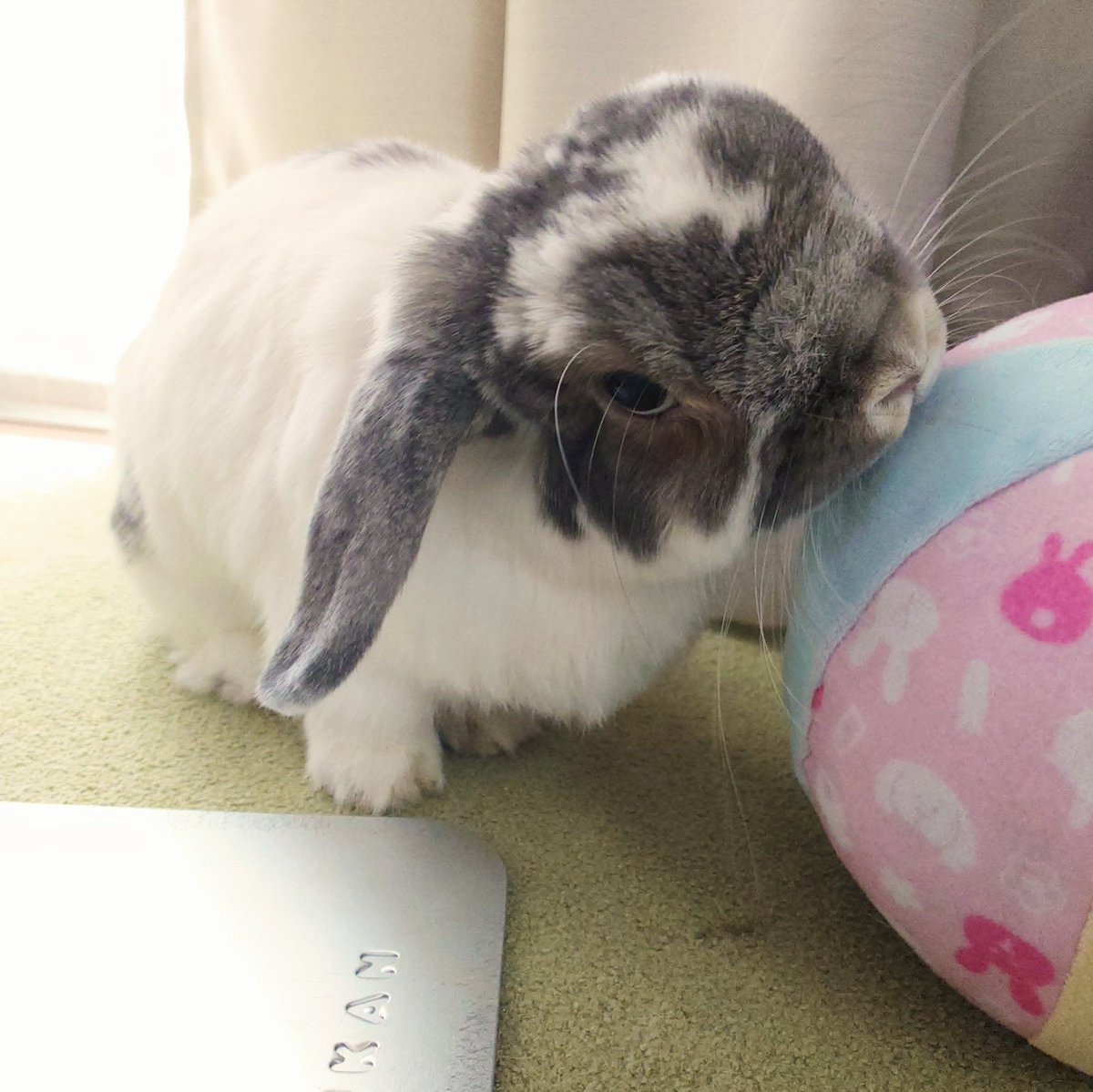 今朝のの味見タイム⚽️