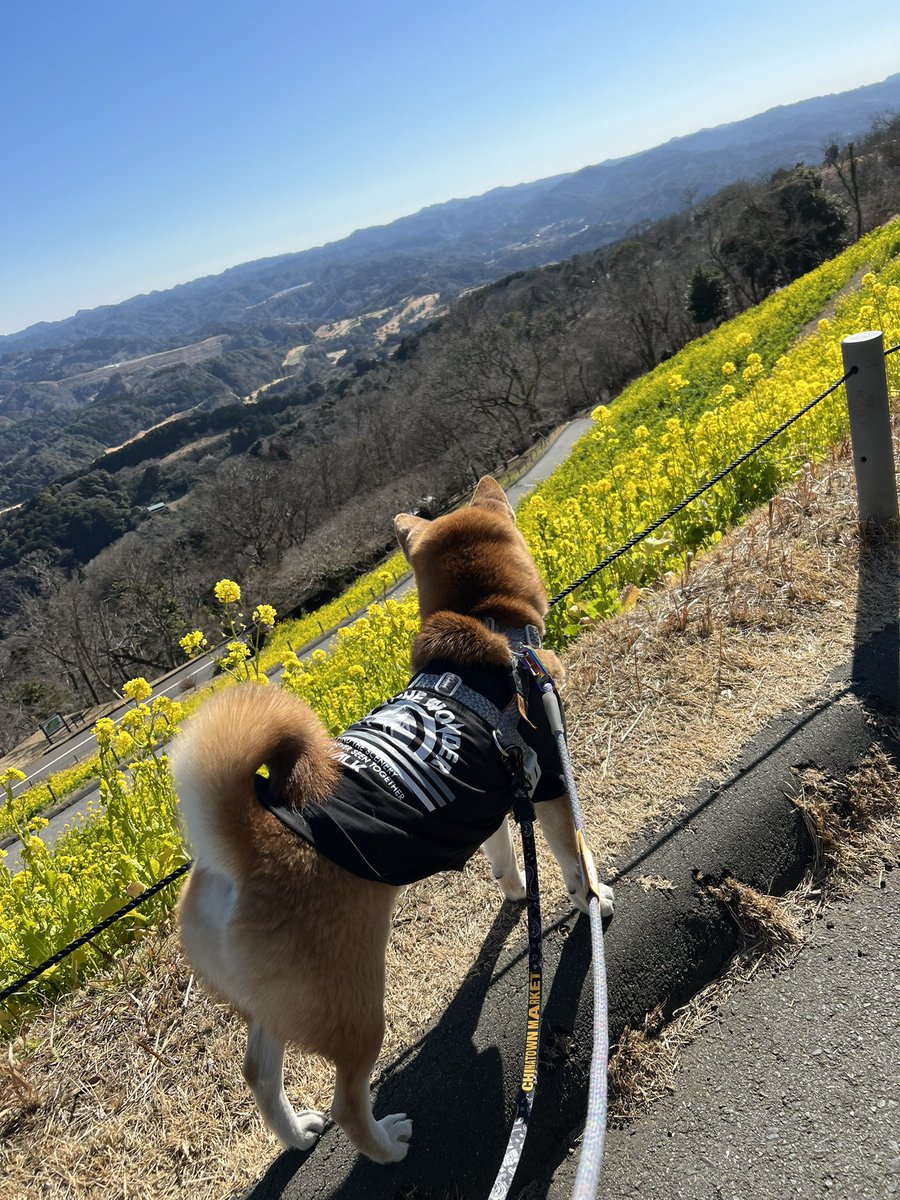マザー牧場が最高すぎて年パス買って通えるくらいのところに住みたい😎