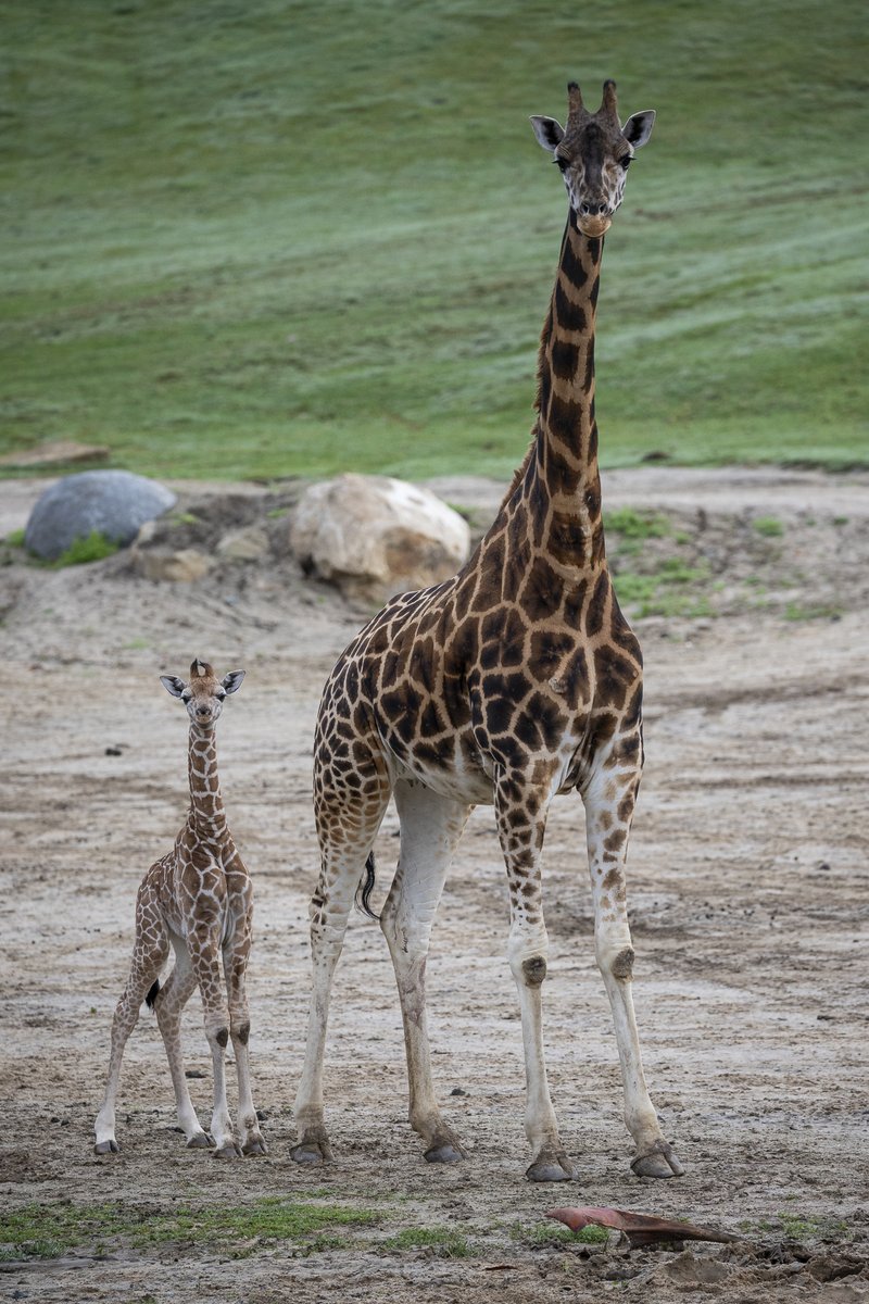 sandiegozoo's tweet photo. The sweetest sight in our neck of the woods 🦒 https://t.co/065Mcdfg4Q