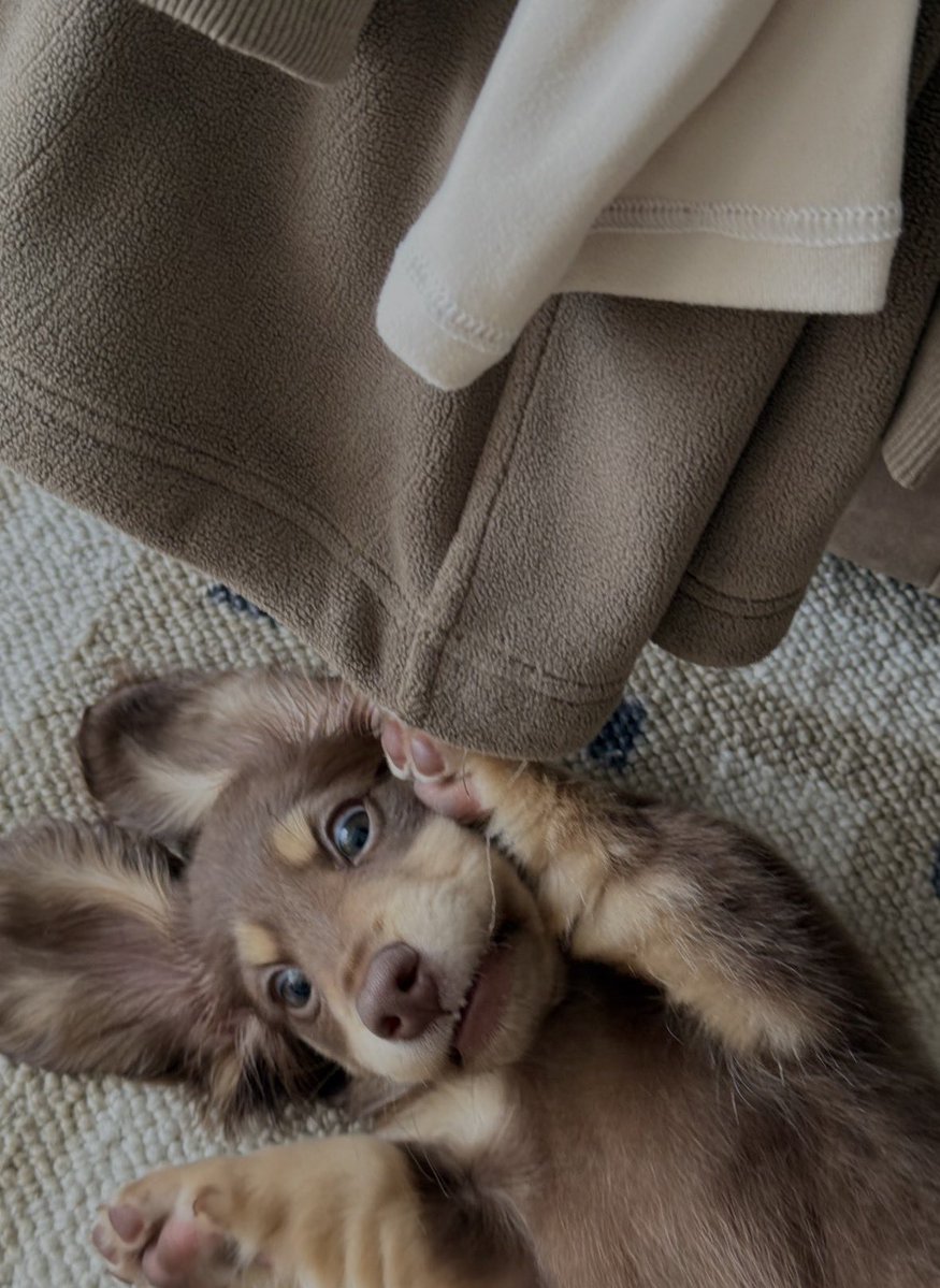 💖 (@twaniimals) on Twitter photo 