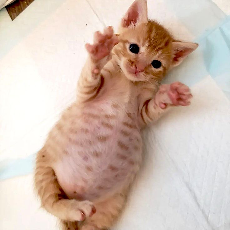 Posts Of Kittens🐾 tweet media