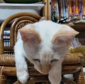 orelagency's tweet image. 昼は辛いです 👨‍🦱