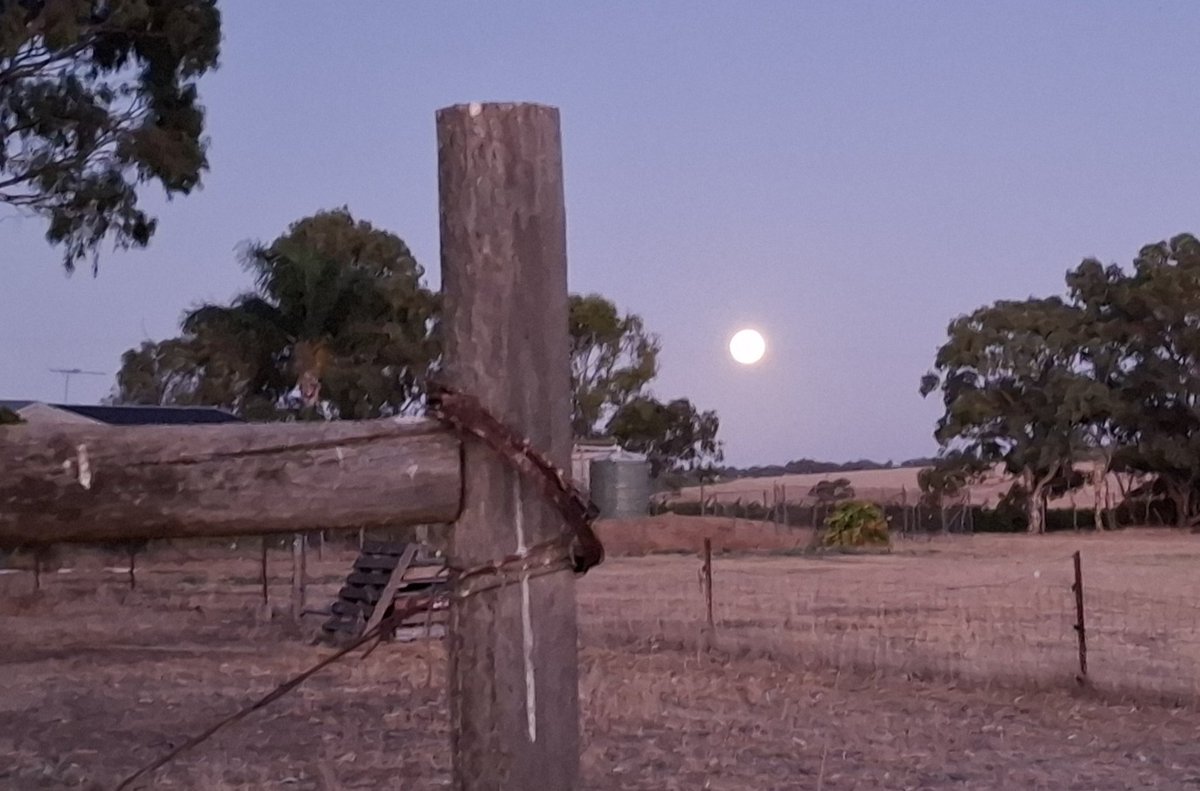 AnneBinns7's tweet photo. Fence post Friday from Australia 🇦🇺 https://t.co/7eKwOz979y