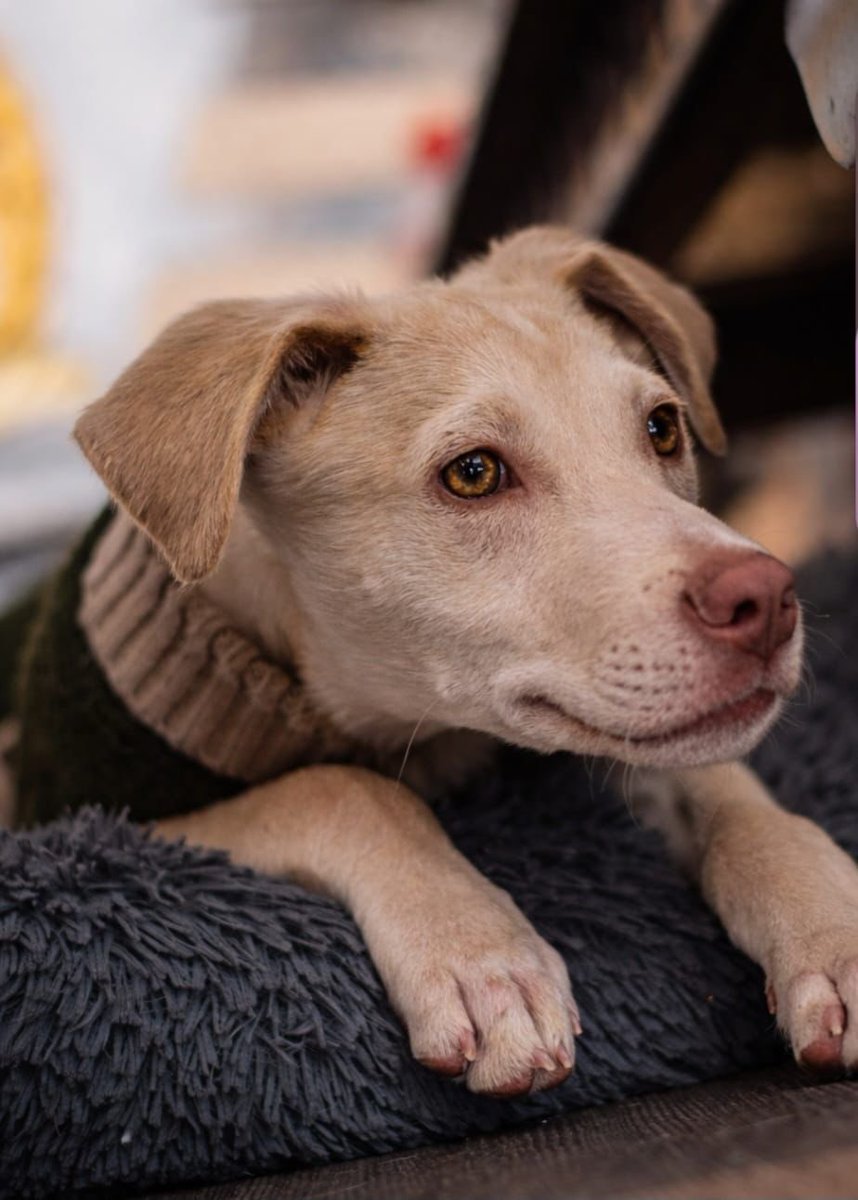 Alina_Gag's tweet photo. Hola, me llamo Winston, a mi hermana y a mí nos abandonaron cuando teníamos apenas dos meses, ¿se imaginan con tanto peligro en las calles y nosotros tan chiquitos? 
Pasamos frío y hambre hasta que @HELA_MORE buscó ayuda para nosotros https://t.co/IAFJMOEHs6