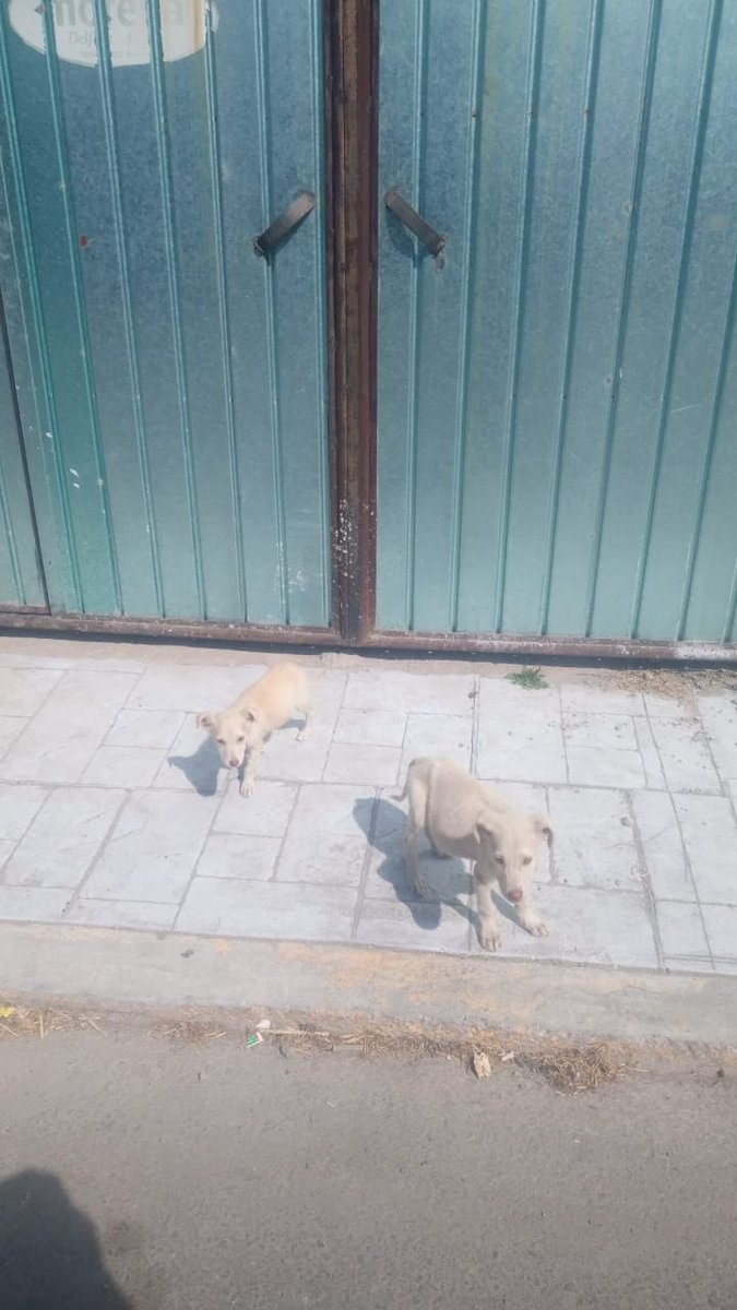 Alina_Gag's tweet photo. Hola, me llamo Winston, a mi hermana y a mí nos abandonaron cuando teníamos apenas dos meses, ¿se imaginan con tanto peligro en las calles y nosotros tan chiquitos? 
Pasamos frío y hambre hasta que @HELA_MORE buscó ayuda para nosotros https://t.co/IAFJMOEHs6