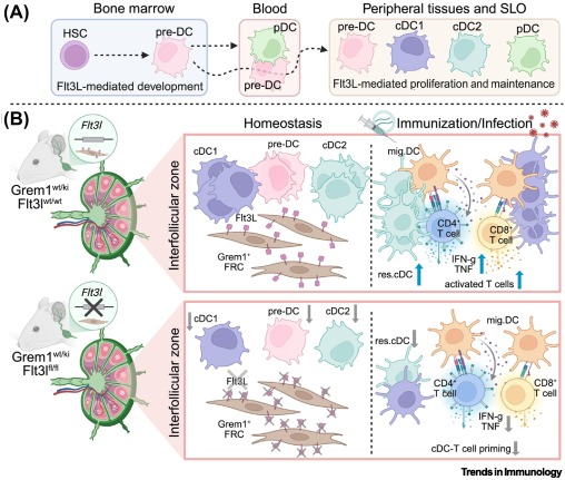Trends in Immunology tweet media