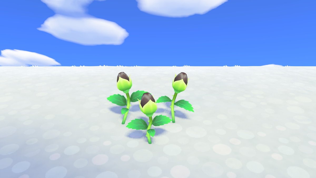 おハマ！✨️

なんとなんと！青バラが咲いた翌日に黒バラも咲いたぞ！！🌹
願掛けのような気持ちで名付けた「なにもかもうまくいく島」がほんとに何もかも上手く行き始めてる...！？
あとはカブ活だけなんだけどなぁ...🤣

今日も一日気をつけて過ごしてな🍀