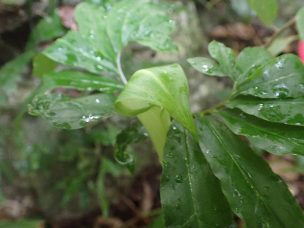 おはようございます。先日、奄美大島北部龍郷町にある「奄美自然観察の森」でアマミテンナンショウが咲いていました。仏炎苞という葉が変形した筒が特徴的です。筒の中にキノコバエなどをおびき寄せ、花粉まみれにしてから、外に出すため、雄株の雄花には仏炎苞の下に小さな逃げ道がついています。