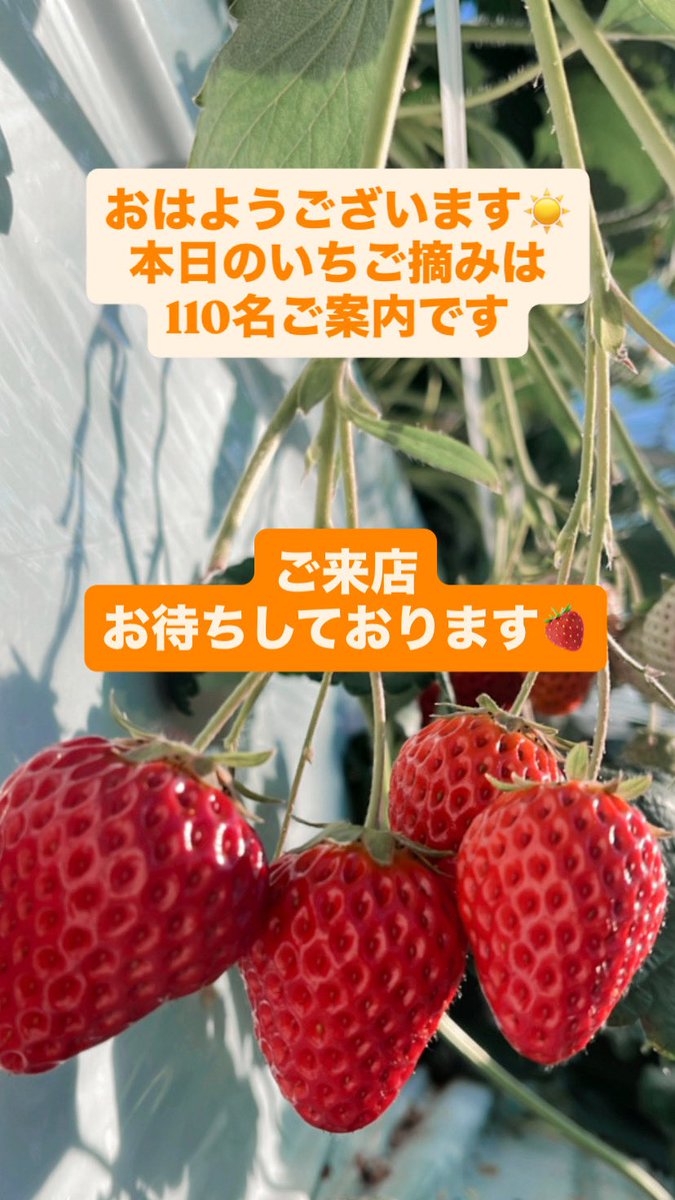 ㈱一苺一笑 松森農場 (@ichiichigo1518) / Posts / X